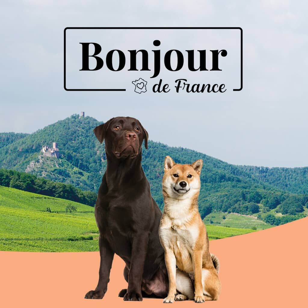 New brand : Bonjour, good for your dog and your wallet